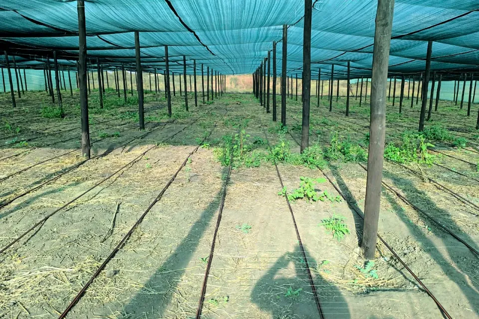 Área de cultivo coberta com sombrite, com linhas de rega gota-a-gota no solo