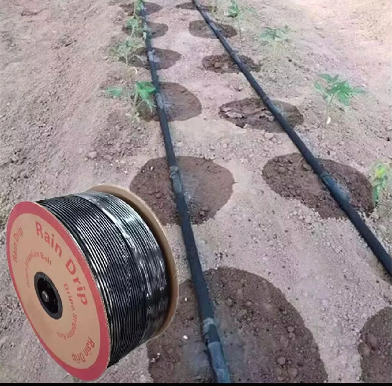 Instalação da tubagem de rega no terreno