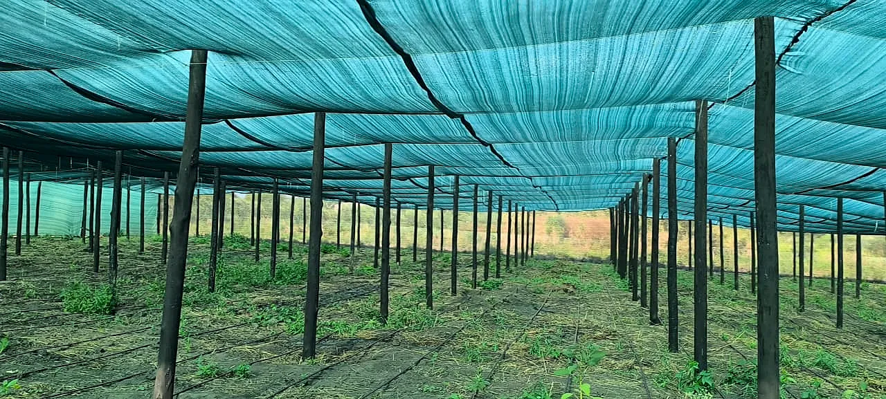 Área de cultivo coberta com sombrite sobre postes de madeira