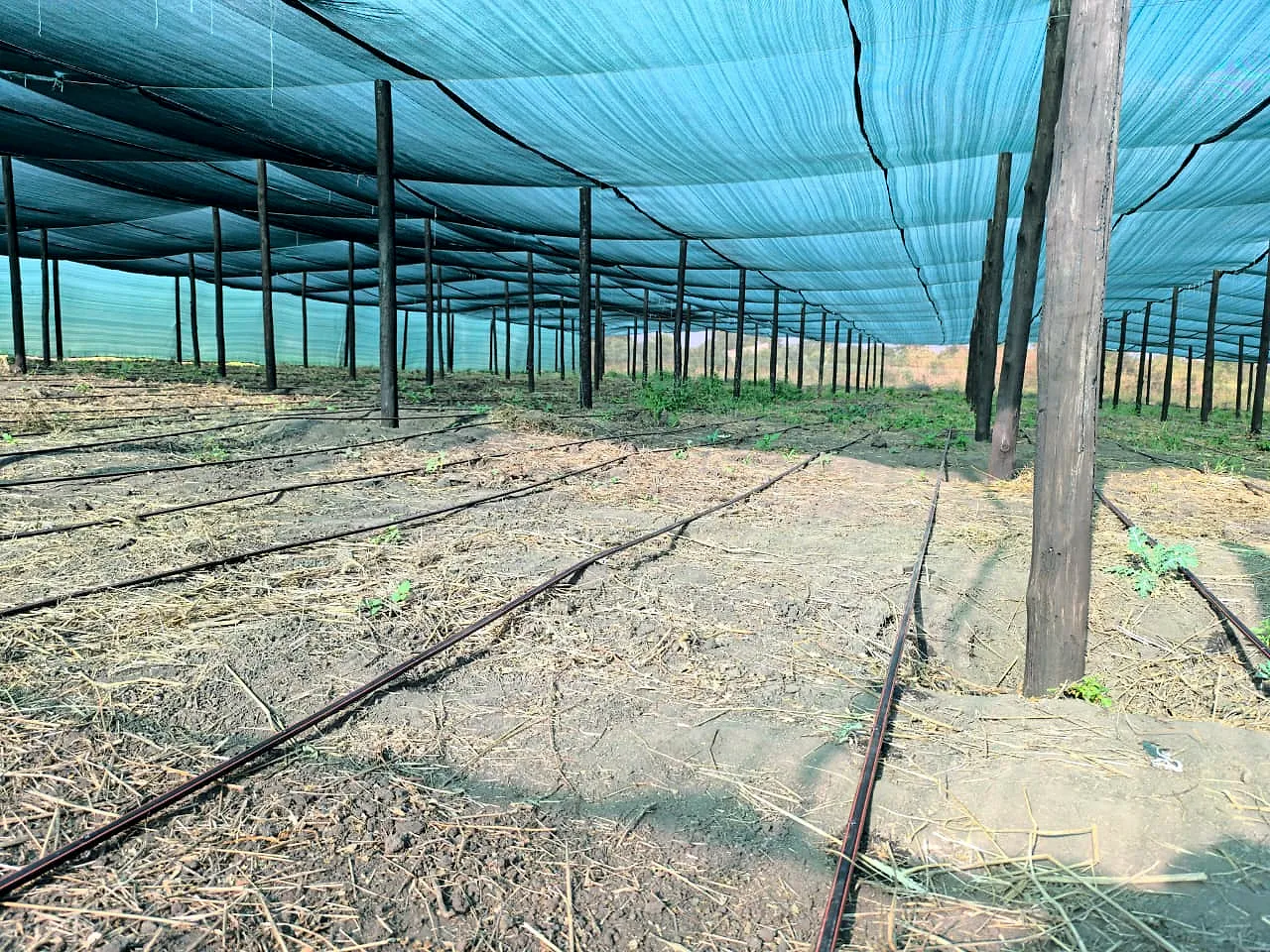 Interior da área de sombrite, pronta para a plantação