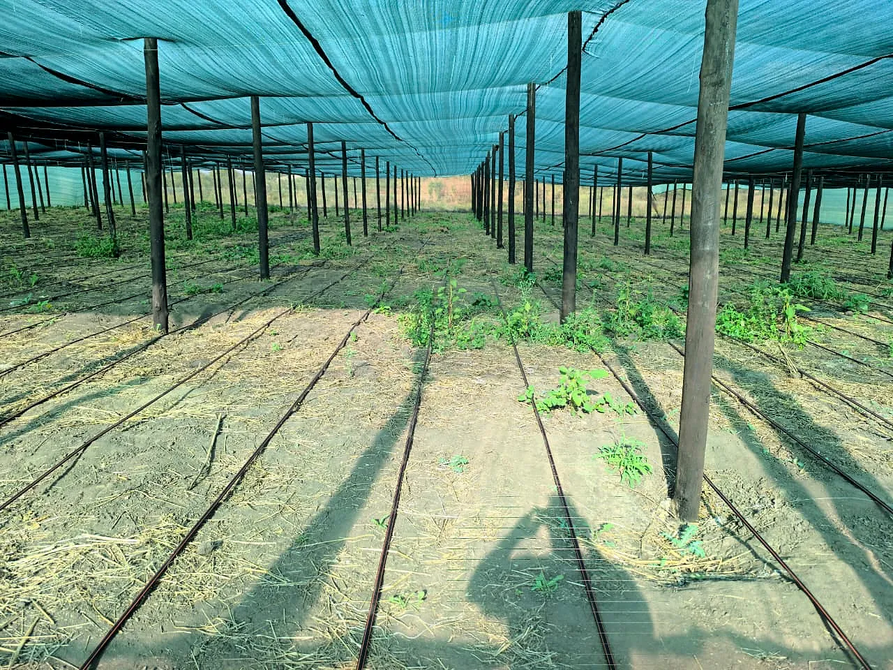 Sombrite para produção de plantas, com linhas de rega gota-a-gota